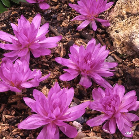 Cette Colchique "Waterlily" donne plusieurs fleurs doubles d'une belle couleur rose violacée. Associées à l'Aster, le flor. dure de Aoüt à Déc.